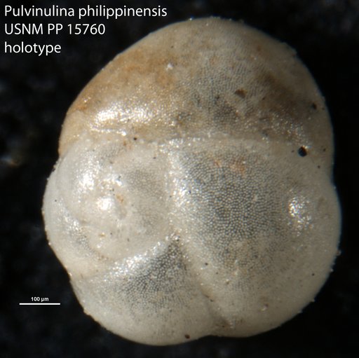 Pulvinulina philippinensis Cushman, 1921