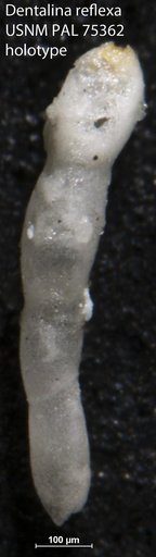 Dentalina reflexa Morrow, 1934