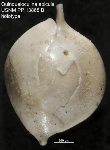 Quinqueloculina apicula Cushman, 1921