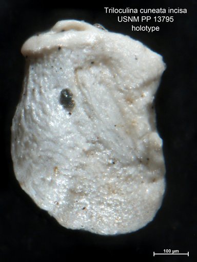 Triloculina cuneata var. incisa Cushman, 1921