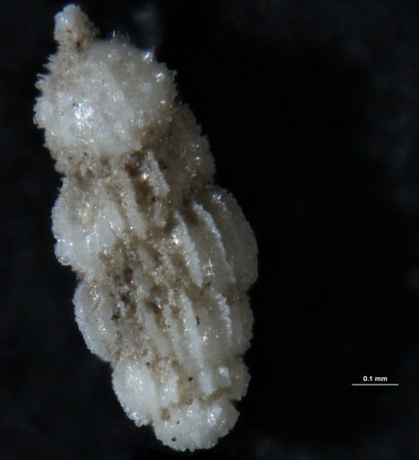 Uvigerina peregrina Cushman, 1923