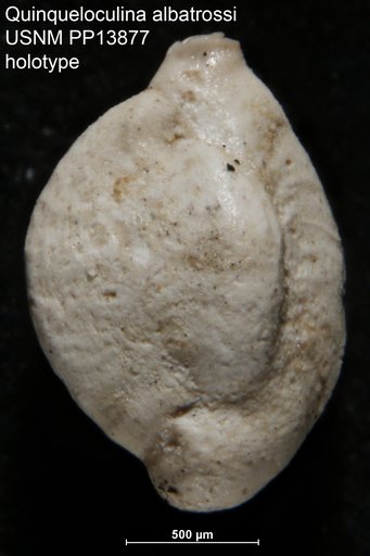 Quinqueloculina albatrossi Cushman, 1921