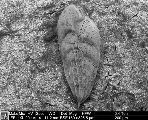 Bolivina subaenariensis Cushman, 1922