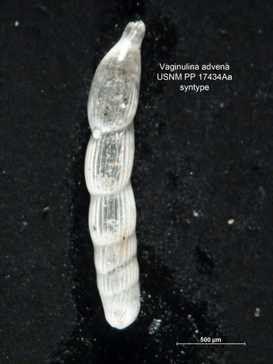 Vaginulina advena Cushman, 1923