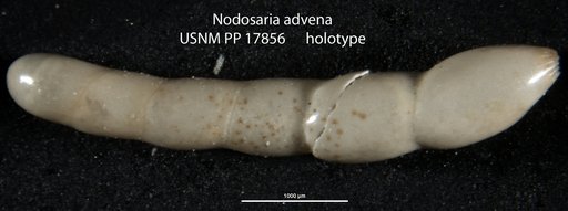 Nodosaria advena Cushman, 1923