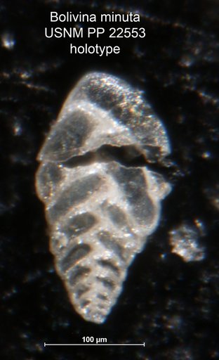 Bolivina minuta Natland, 1938