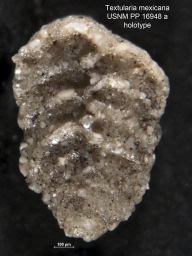 Textularia mexicana Cushman, 1922