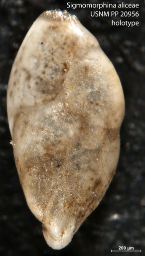 Sigmomorphina aliceae Cushman & Ozawa, 1930