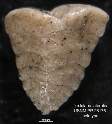 Textularia lateralis Lalicker, 1935