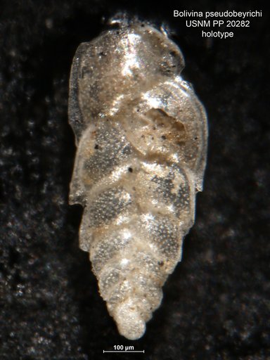 Bolivina pseudobeyrichi Cushman, 1926