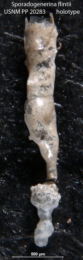 Sporadogenerina flintii Cushman, 1927