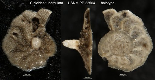Cibicides tuberculata Natland, 1938