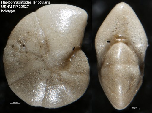 Haplophragmoides lenticularis Natland, 1938