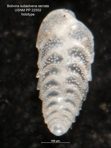 Bolivina subadvena var. serrata Natland, 1938