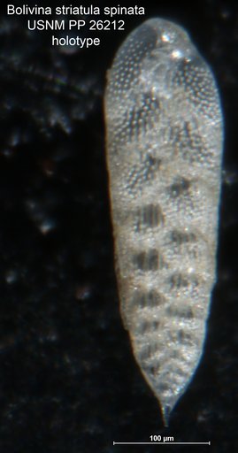 Bolivina striatula var. spinata Cushman, 1936