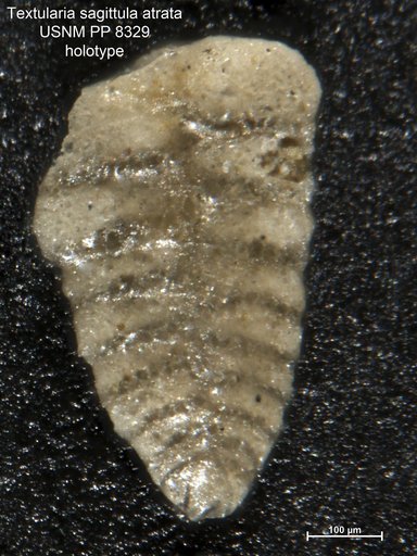 Textularia sagittula var. atrata Cushman, 1911