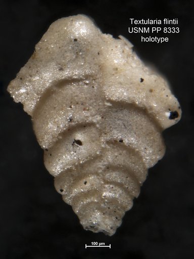 Textularia flintii Cushman, 1911