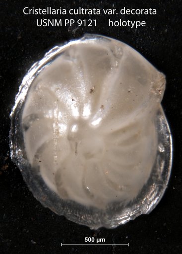 Cristellaria cultrata var. decorata Cushman, 1917