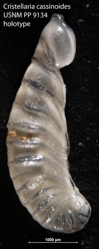 Cristellaria cassinoides Cushman, 1917
