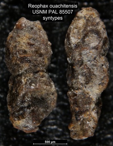 Reophax ouachitensis Harlton, 1933