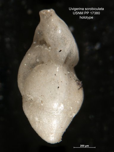 Uvigerina scrobiculata Cushman, 1921