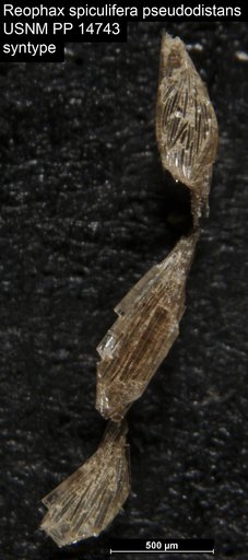 Reophax spiculifera pseudodistans Cushman, 1919