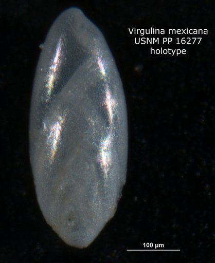 Virgulina mexicana Cushman, 1922