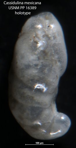 Cassidulina mexicana Cushman, 1922