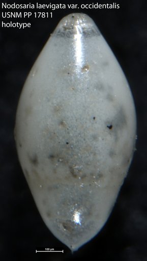 Nodosaria (Glandulina) laevigata var. occidentalis Cushman, 1923