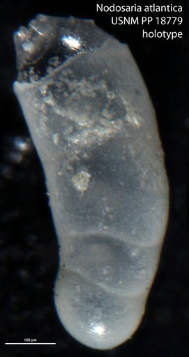 Nodosaria atlantica Cushman, 1923