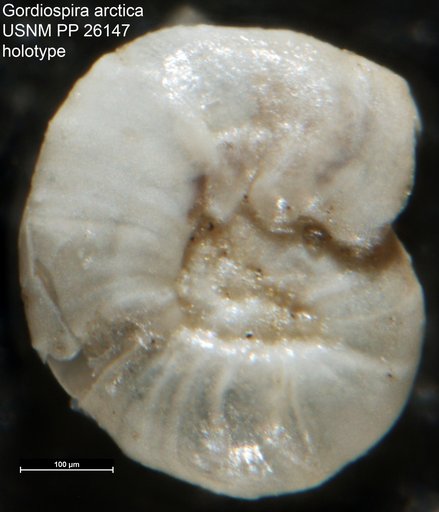 Gordiospira arctica Cushman, 1933