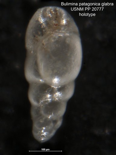 Bulimina patagonica var. glabra Cushman & Wickenden, 1929