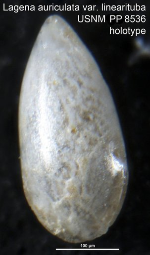 Lagena auriculata var. linearituba Cushman, 1913