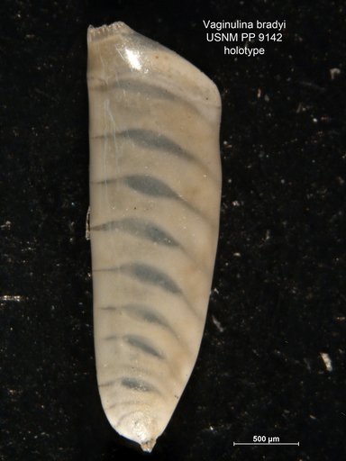 Vaginulina bradyi Cushman, 1917