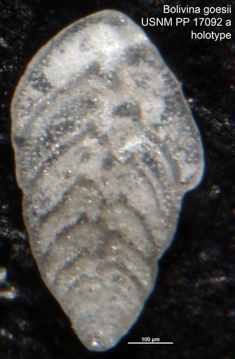 Bolivina goesii Cushman, 1922