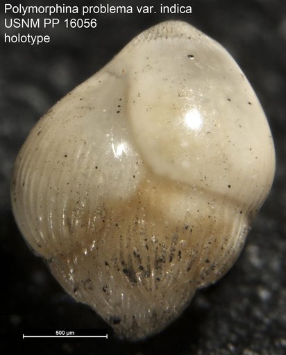 Polymorphina problema var. indica Cushman, 1921