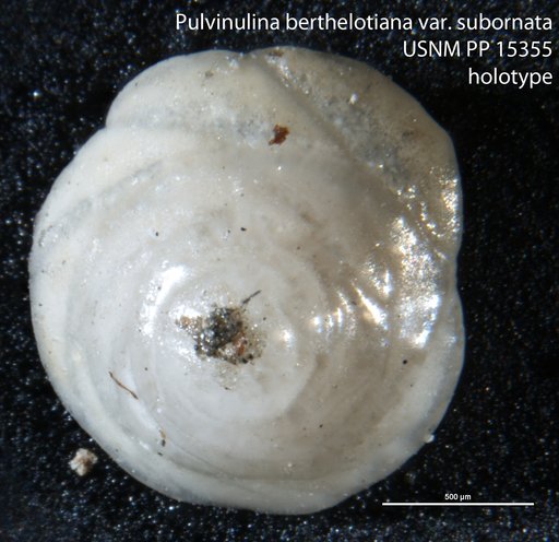 Pulvinulina berthelotiana var. subornata Cushman, 1921