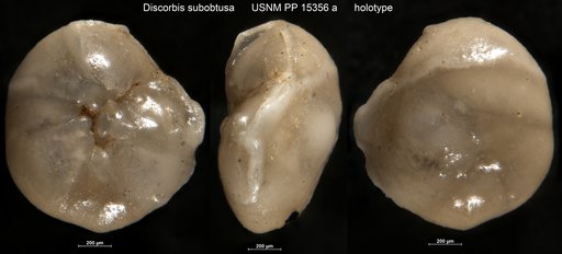 Discorbis subobtusa Cushman, 1921