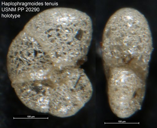 Haplophragmoides tenuis Cushman, 1927