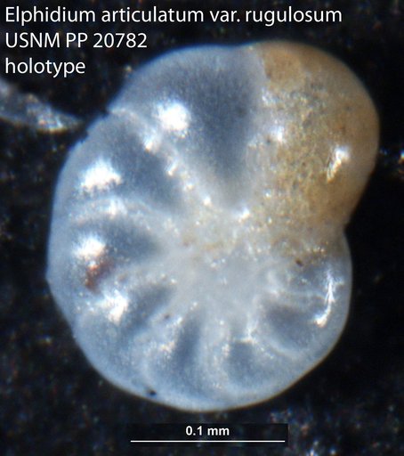 Elphidium articulatum var. rugulosum Cushman & Wickenden, 1929