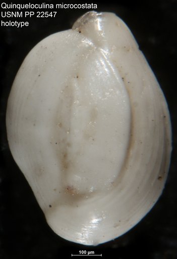 Quinqueloculina microcostata Natland, 1938