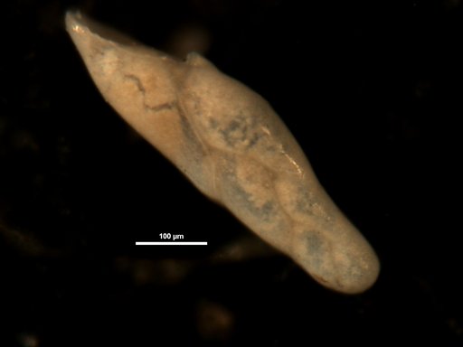 Pleurostomella schuberti Cushman & Harris, 1927