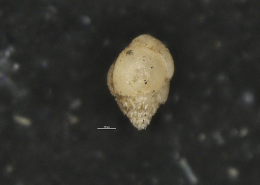 Bulimina spinata Cushman & Campbell, 1935