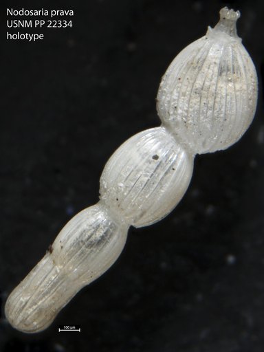 Nodosaria prava Cushman, 1933