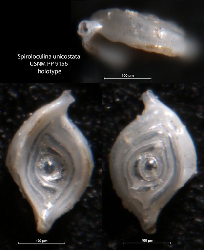 Spiroloculina unicostata Cushman, 1917