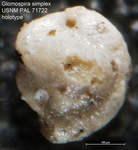 Glomospira simplex Harlton, 1928