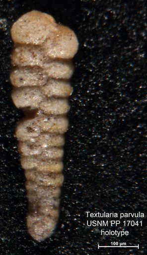 Textularia parvula Cushman, 1922