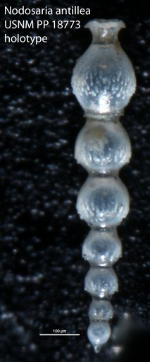Nodosaria antillea Cushman, 1923