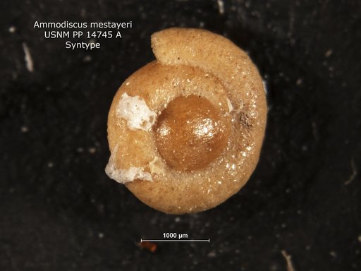 Ammodiscus mestayeri Cushman, 1919