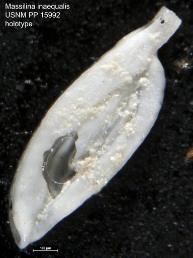 Massilina inaequalis Cushman, 1921